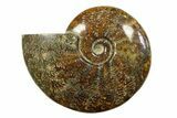 Polished Ammonite (Cleoniceras) Fossil - Madagascar #283430-1